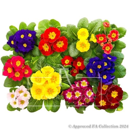 Colection of 11 Blooming Primulas
