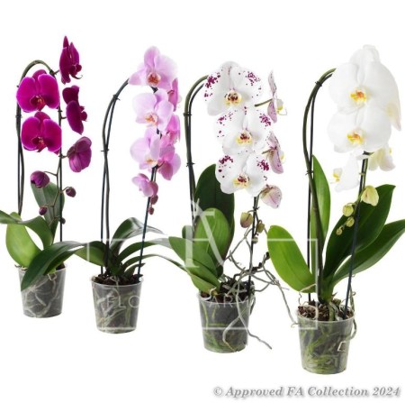 Pink Blooming Orchid 2 Stemmed