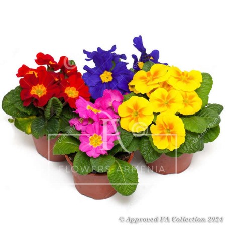 Primula Plant