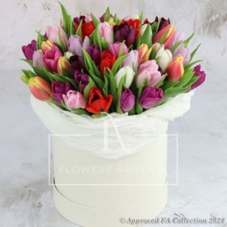 Multi Colored Tulips